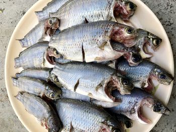 High angle view of fish for sale