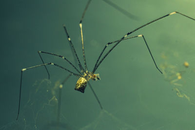 Close-up of spider