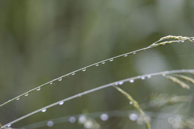 Close-up of water drops on blade of plant