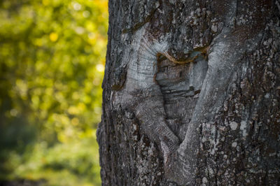 Close-up of cropped tree trunk