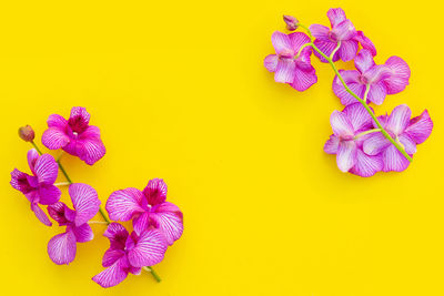 Close-up of purple flowering plant