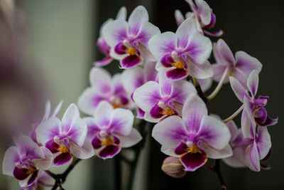 Close-up of pink orchids