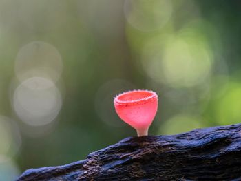 Close-up of pink flower on tree trunk