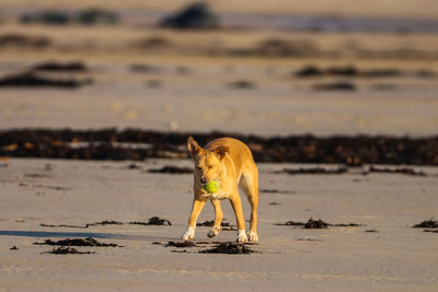 Dog on beach