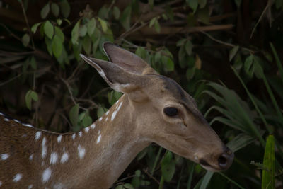 Close-up of deer on field