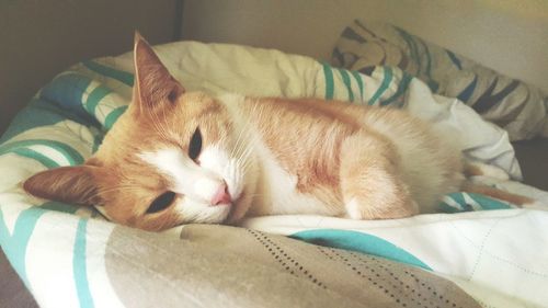 Close-up of cat sleeping on bed at home