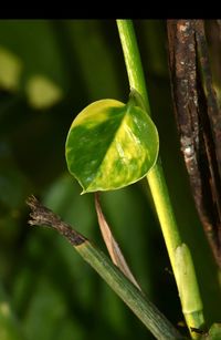 Close-up of fresh green plant