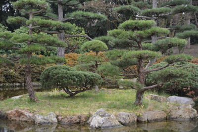 Plants growing on rocks