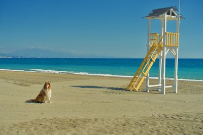 View of a dog on beach