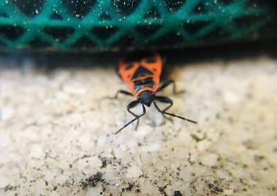 Close-up of butterfly