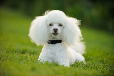 Close-up portrait of white dog