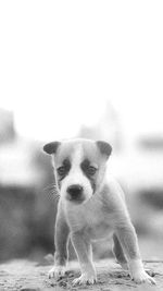 Portrait of dog standing outdoors