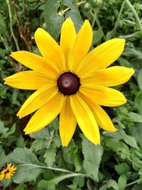 Close-up of yellow flower