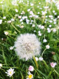 Close-up of white daisies blooming in field