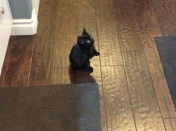 High angle view of cat sitting on floor