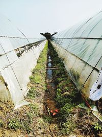 Plants growing in greenhouse against sky