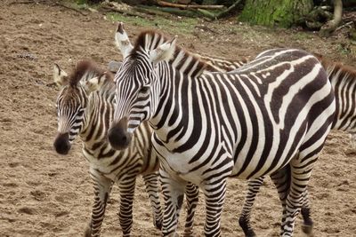 Zebras standing on zebra land