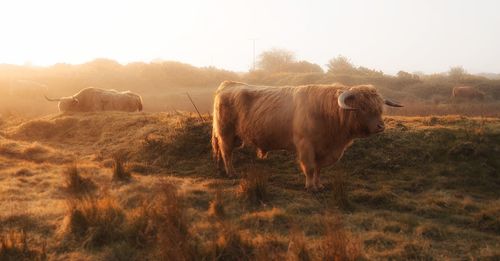 Cow standing in a field