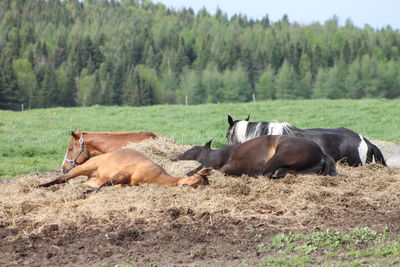 Horses on field in forest