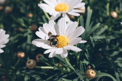 Close-up of bee pollinating flower