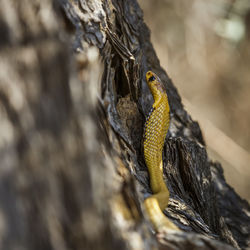 Close-up of lizard