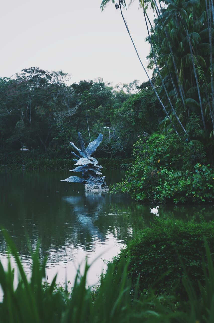 flying, bird, animals in the wild, animal themes, tree, wildlife, water, one animal, spread wings, lake, mid-air, nature, clear sky, grass, growth, plant, river, sky, outdoors, day