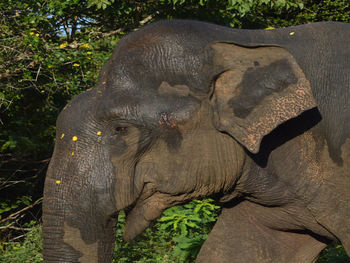 Close-up of elephant