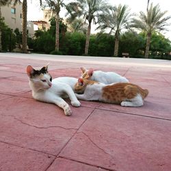 Cats resting on tiled floor