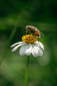 A hover fly pollinating daisy flower . beautiful macro image with nature background