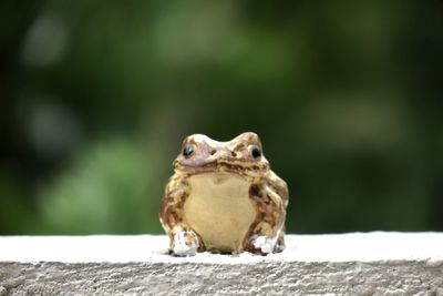 Close-up of a frog