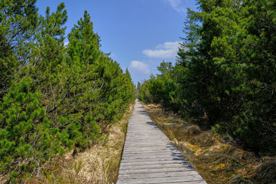 Footpath amidst trees in forest against sky