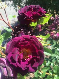 Close-up of pink flowers