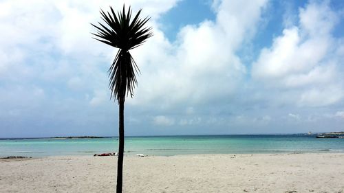 Palm trees on beach against cloudy sky