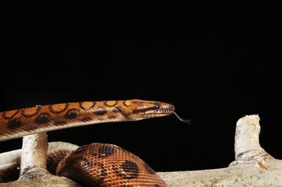 Close-up of an animal over black background