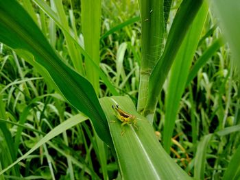 Close-up of insect on grass