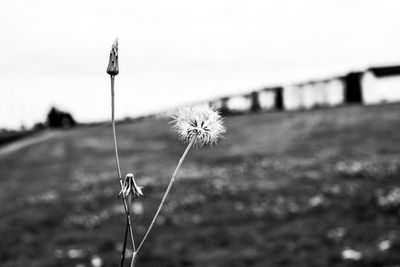 Close-up of flower growing in field against clear sky