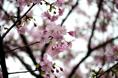 Close-up of pink cherry blossoms in spring