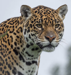 Close-up portrait of tiger