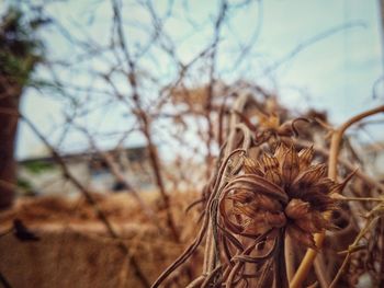 Close-up of dried plant on field