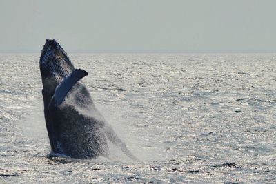 Humpback whale on sea