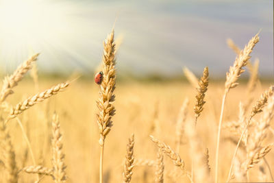 Golden spikelets of ripe wheat and ladybug on nature yellow field at sunset rays with sunshine 