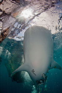 Low angle view of whale breaching water