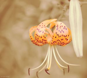 Close-up of insect on white flower