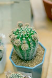 Close-up of cactus in a pot on table