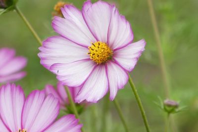 Close-up of pink flower blooming outdoors