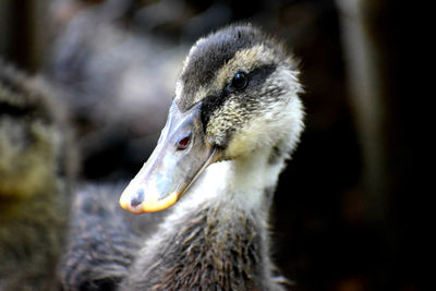 Close-up of a bird looking away