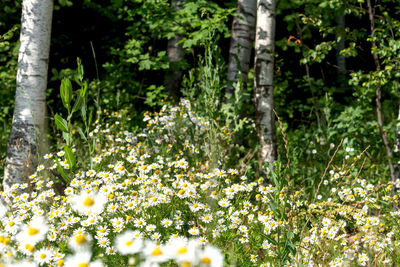 Flowering plants and trees on field in forest