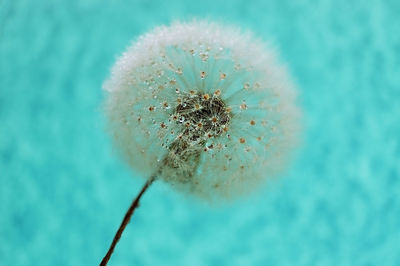 Close-up of dandelion against blue background