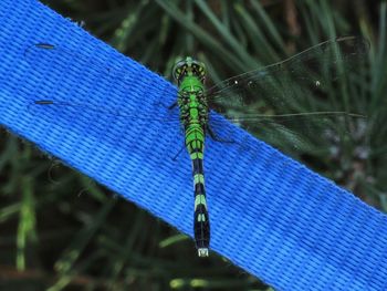 Close-up of damselfly on blue leaf