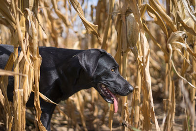 Black labrador retriever in wheat field during a hot day
